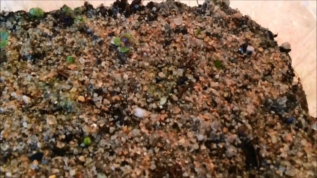 Бегония вечноцветущая из семян.  Begonia.