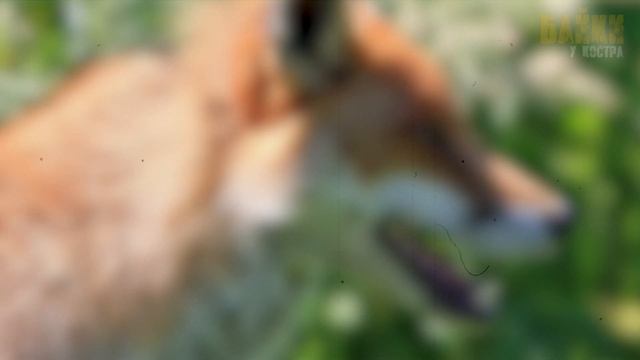 Родители плакали, когда узнали как им отплатила лиса за свое спасение... смотреть онлайн