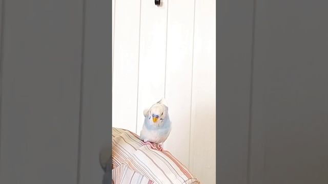 Поболтать мы любим) Наш Еша Говорящий смешной попугай смотреть онлайн