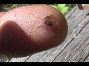 Как безопасно взять КЛЕЩА - Энцефалитный КЛЕЩ - Таежный метод