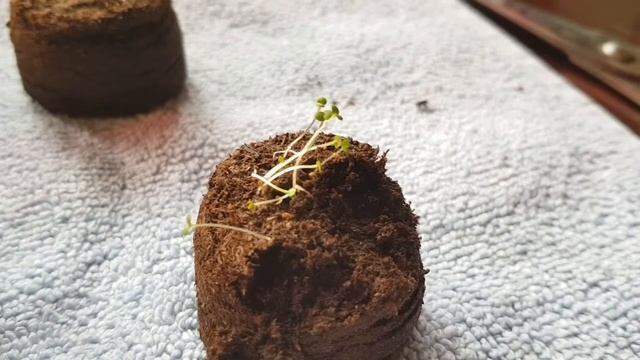Энотера ( многолетник ) вечерняя роза смотреть онлайн