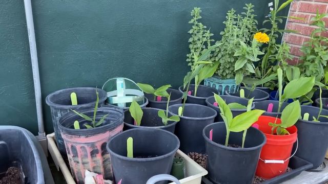Tips How to GROW a Grocery STORE of FOOD in a Vegetable Garden Tomatoes Peppers Cucumber Making SOI смотреть онлайн