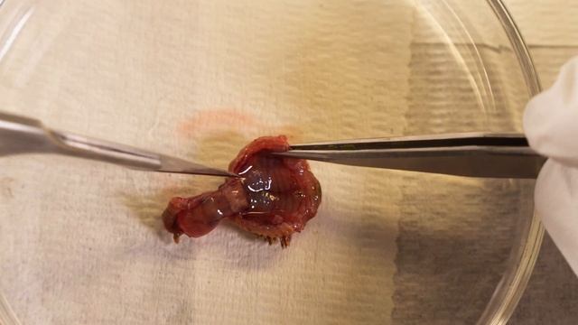 Dissecting fangs of the Giant Sand Worm (Nereis brandti) смотреть онлайн