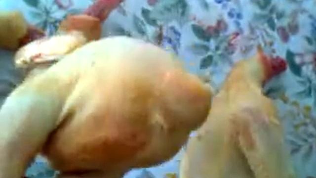 Обзор тушки мяса петушки Мини мясные палевые белохвостые смотреть онлайн
