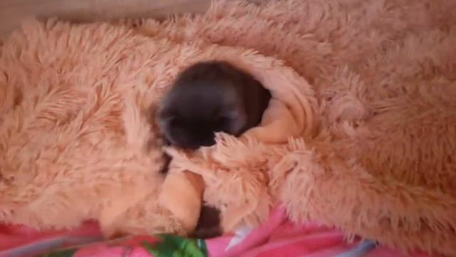 сосисочка в тесте😻😻😻😹😹😹😹 смотреть онлайн