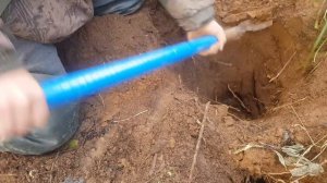 Охота на барсука с Ягдтерьерами