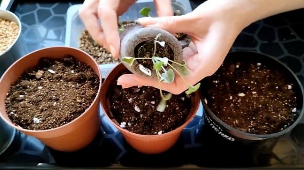 Дихондра. Пикировка