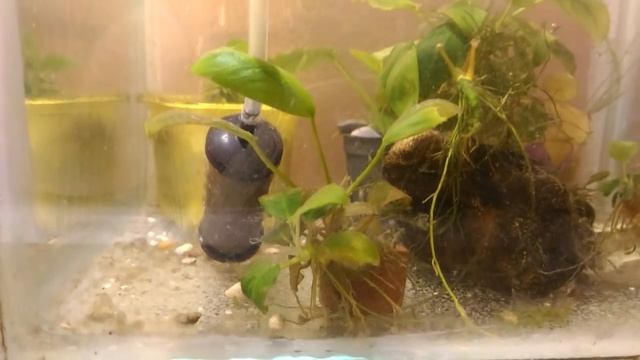 Черная борода водоросли в аквариуме Конечный результат Black beard algae in the aquarium the End re смотреть онлайн