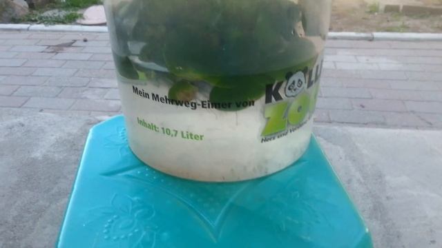 Эйхорния для узв смотреть онлайн