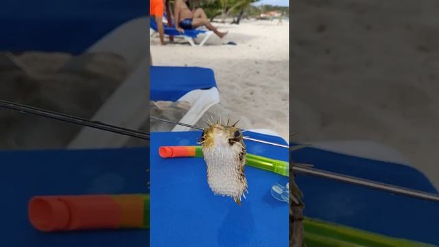 Ядовитая Рыба-еж. родственник фугу, отличие только в иголках. Куба, Гвардалавака 2021. смотреть онлайн