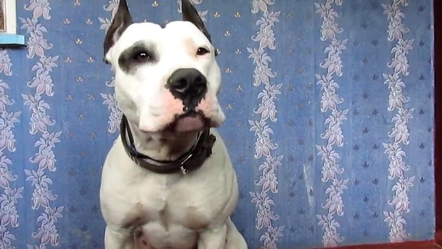 Собака капустой хрум-хрум. Команда "можно" смотреть онлайн