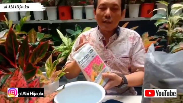 CARA MERAWAT AGLONEMA ONLINE🌿‼️🌿DARI AWAL SAMPAI KELAR смотреть онлайн