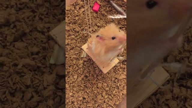 Пушистый сирийский хомячок (Teddy Bear) на качельке смотреть онлайн