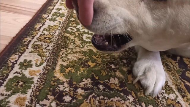 Дядя Мисси Джесси смотреть онлайн