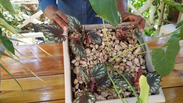 New Developments in the Alocasia, Amaryllis and Plant Arrangement Demos смотреть онлайн
