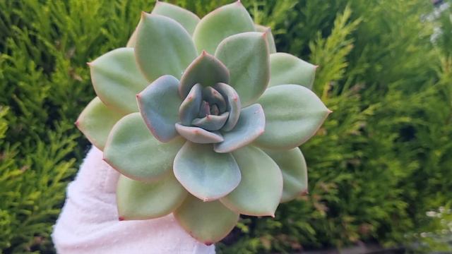 Echeveria Orange Glow смотреть онлайн