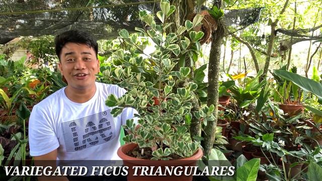 TOP 10 PLANTS THAT I NEVER REGRET BUYING | MARK LASACA смотреть онлайн