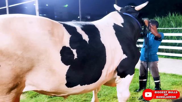 1200 KG Holstein Friesian Bull | Brownie's Ranch