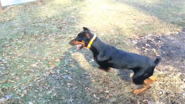 Doberman and Chihuahua climb mountains and play смотреть онлайн
