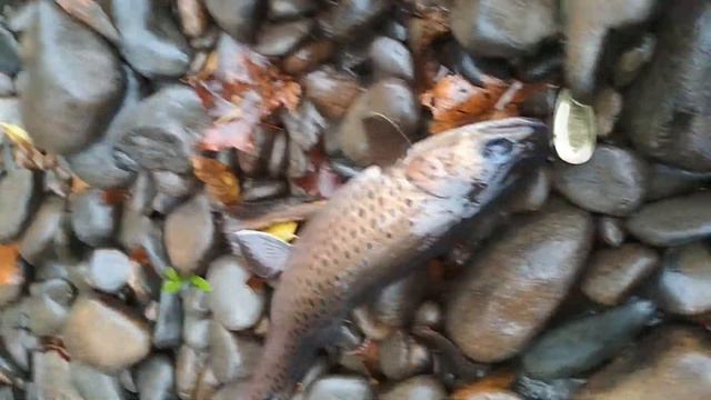 Рыбалка на горной реке (осень 2017) смотреть онлайн