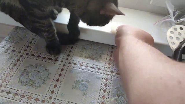 ЧËРНАЯ ПАНТЕРА В ГОЛУБИЦКОЙ😱 смотреть онлайн