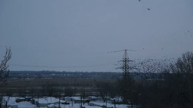 Стаи птиц (2) смотреть онлайн