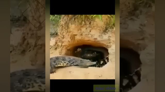 Животные спасают своих и чужих смотреть онлайн