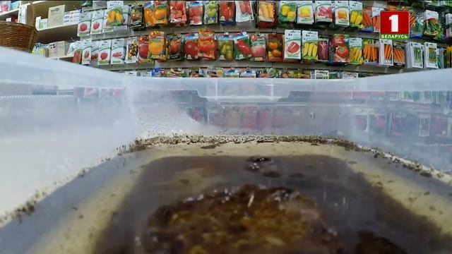 Выращивание рассады смотреть онлайн