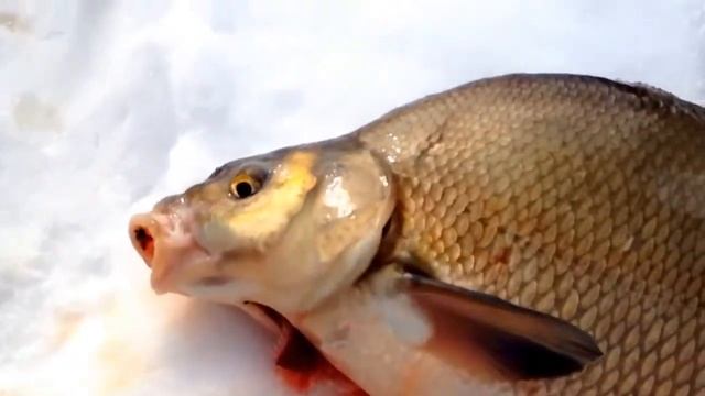 ЛЕЩ ПЕРВЫЙ ЛЁД 2018 ВИДЕО ЗИМНЯЯ РЫБАЛКА смотреть онлайн