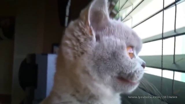 Увидел птичку...хочу..хочу..хочу смотреть онлайн