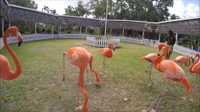 Ardastra Gardens Zoo Conservation Center Nassau Bahamas