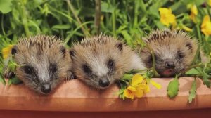 ✨Спокойной ночи, малыши✨ №193/2023 Свистящие и рычащие