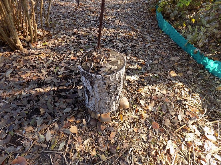 Выращивание грибов вешенки на пнях (сезон 2021). смотреть онлайн