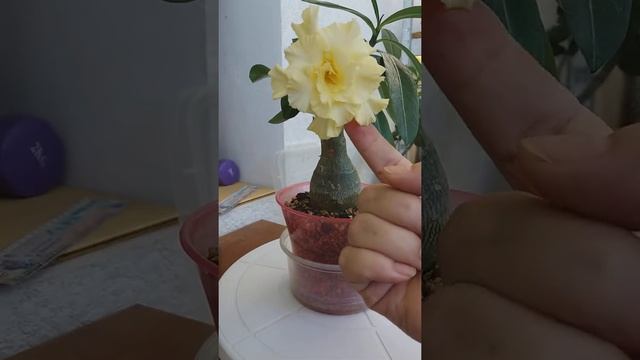 АДЕНИУМЫ. Если хочется цвести, ни что не мешает. Это Joyful. 24 июля 2022 г. смотреть онлайн