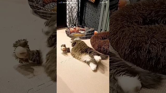 Дорога жизни 🐱👍 #animal смотреть онлайн