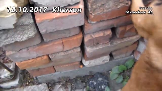 Pumpkin Spider / Тыквенный паук смотреть онлайн