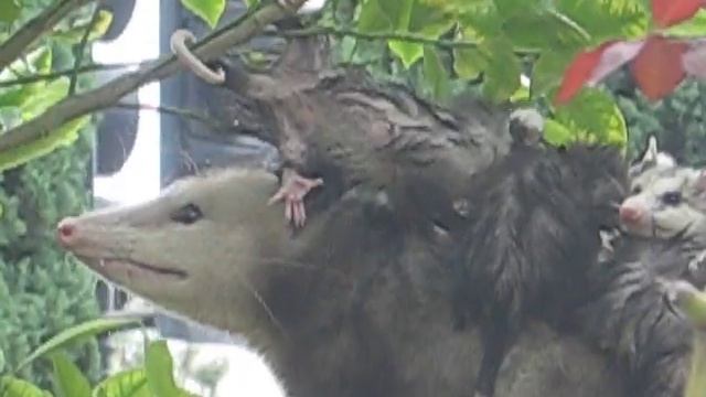 A Possum Mother's Save... смотреть онлайн