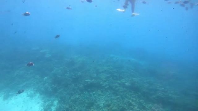 Рыбы Красного моря смотреть онлайн