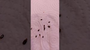 Акация серебристая - руководство по выращиванию