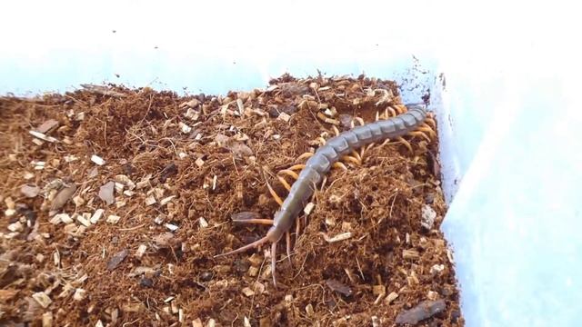 Scolopendra dehaani "Thai Orange leg" смотреть онлайн