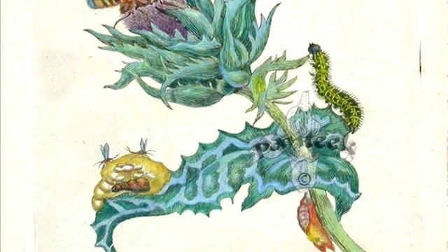 БОТАНИЧЕСКАЯ ЖИВОПИСЬ. Жанры ИЗО. История искусств для начинающих художников. Урок № 10 смотреть онлайн