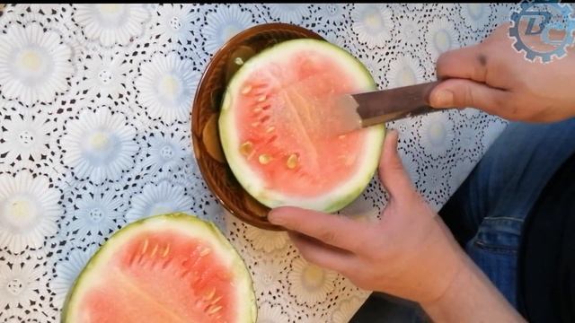 Результат прививки арбуза на тыкву лагенарию. Потерянное видео от осени 2019. смотреть онлайн