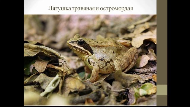Живые барометры. Часть 3 - Растения и жители рек и озер смотреть онлайн