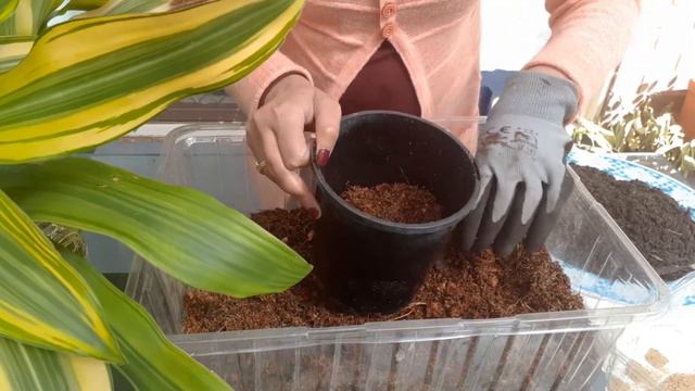 Dracaena Fragrans Plant Care, Propagation and Potting смотреть онлайн