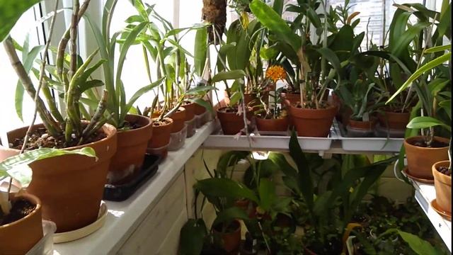 Цветение cattleya mossiae, lycaste и других орхидей в моем маленьком гринхаусе. смотреть онлайн