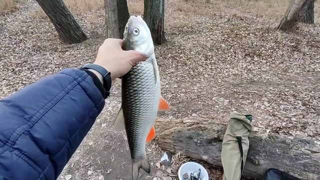 Крупный ГОЛАВЛЬ на КУРИНУЮ ПЕЧЕНЬ. Как ловить голавля осенью смотреть онлайн