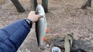 Крупный ГОЛАВЛЬ на КУРИНУЮ ПЕЧЕНЬ. Как ловить голавля осенью