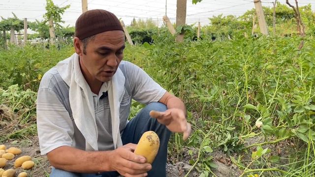 Urugʻlik Kartoshka Katta Boʻlsa Katta Hosil Beradi. Kartoshkani Boʻlib Ekish Yahshi Natija Beradi.