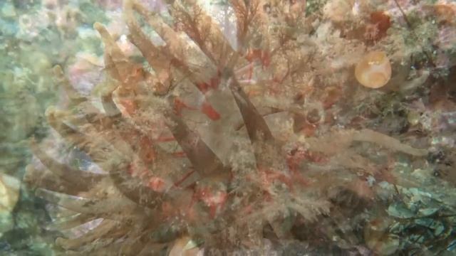 Потрясающая красота подводного мира Баренцево моря смотреть онлайн