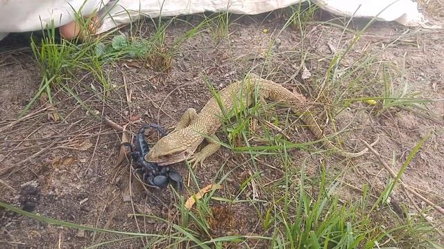Varanus exanthematicus with Pandinus imperator смотреть онлайн